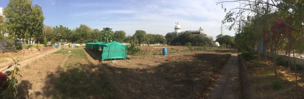 papaya seedlings need shade when temperature rises above 38 degrees 600